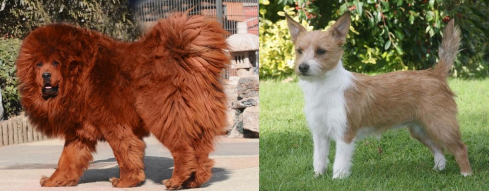 Portuguese Podengo vs Himalayan Mastiff - Breed Comparison