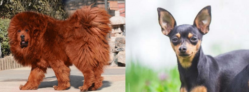 Prazsky Krysarik vs Himalayan Mastiff - Breed Comparison