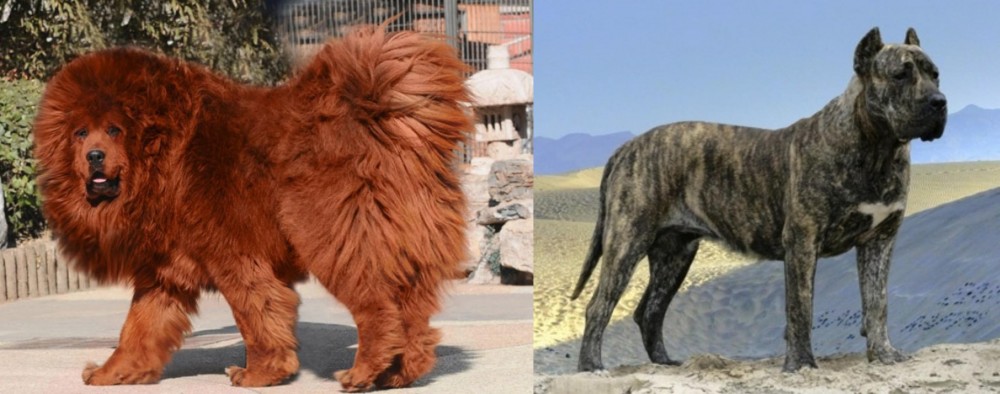 Presa Canario vs Himalayan Mastiff - Breed Comparison