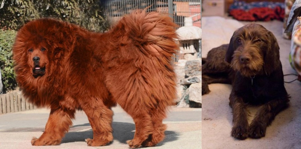 Pudelpointer vs Himalayan Mastiff - Breed Comparison