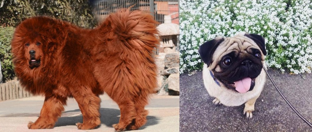 Pug vs Himalayan Mastiff - Breed Comparison