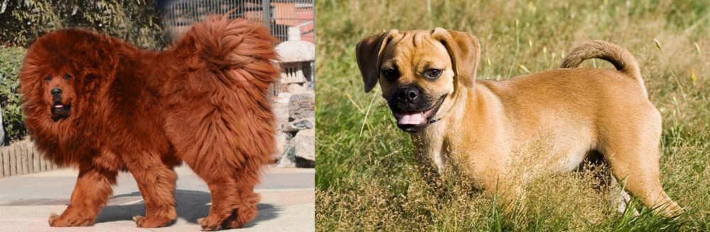 Puggle vs Himalayan Mastiff - Breed Comparison