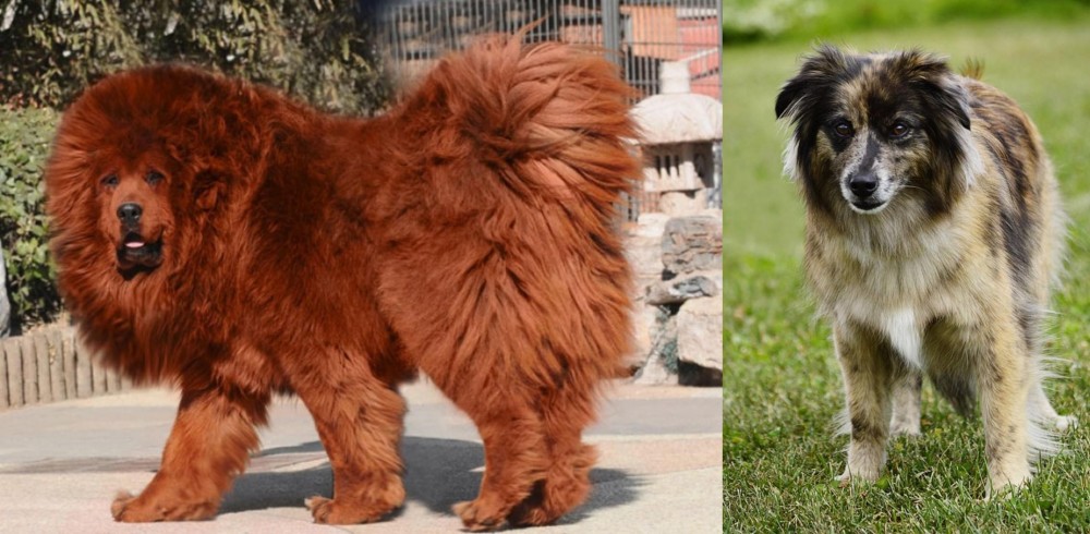 Pyrenean Shepherd vs Himalayan Mastiff - Breed Comparison