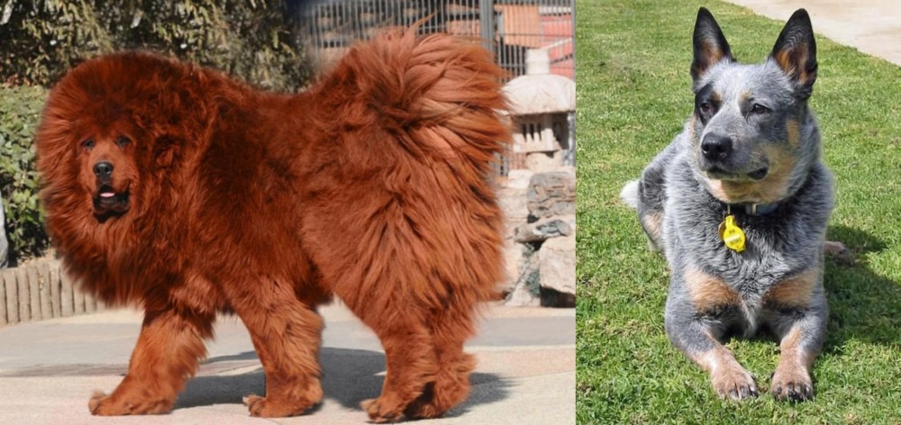 Queensland Heeler vs Himalayan Mastiff - Breed Comparison