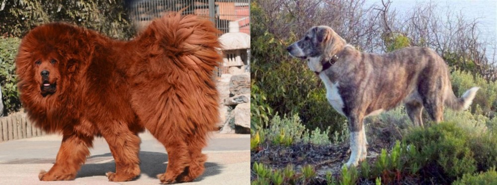Rafeiro do Alentejo vs Himalayan Mastiff - Breed Comparison