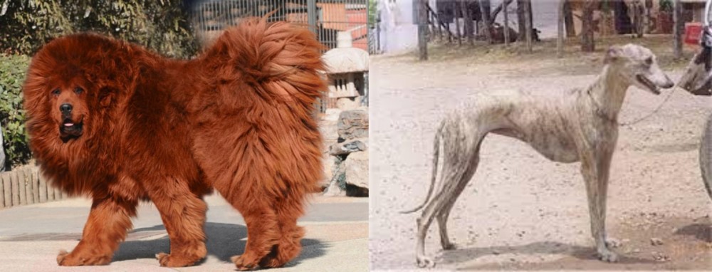 Rampur Greyhound vs Himalayan Mastiff - Breed Comparison