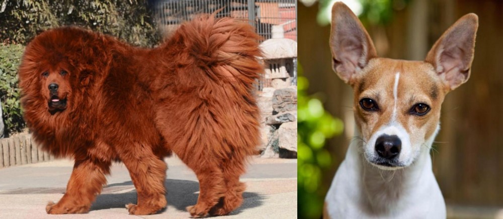 Rat Terrier vs Himalayan Mastiff - Breed Comparison