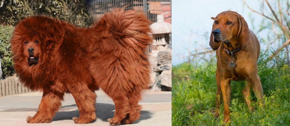 Redbone Coonhound vs Himalayan Mastiff - Breed Comparison