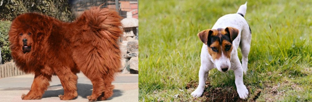 Russell Terrier vs Himalayan Mastiff - Breed Comparison