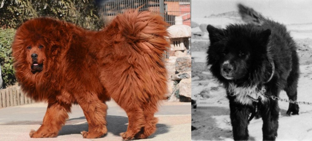 Sakhalin Husky vs Himalayan Mastiff - Breed Comparison