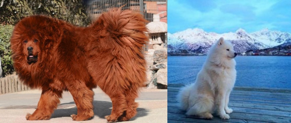 Samoyed vs Himalayan Mastiff - Breed Comparison