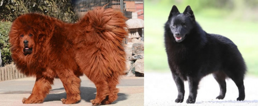 Schipperke vs Himalayan Mastiff - Breed Comparison