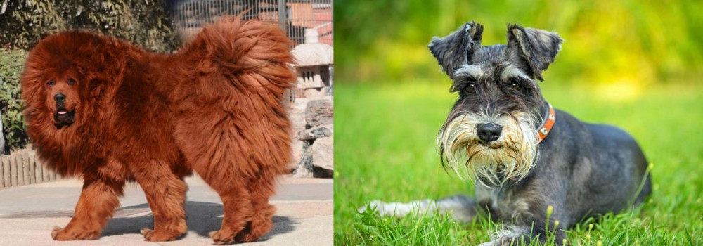 Schnauzer vs Himalayan Mastiff - Breed Comparison