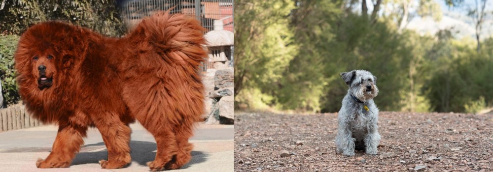 Schnoodle vs Himalayan Mastiff - Breed Comparison