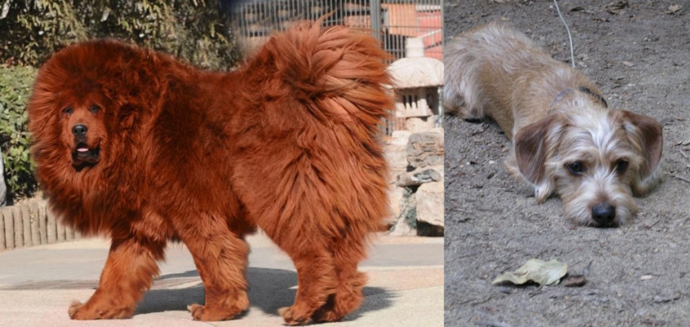 Schweenie vs Himalayan Mastiff - Breed Comparison
