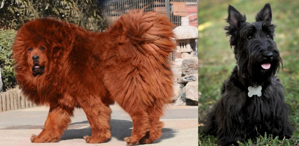 Scoland Terrier vs Himalayan Mastiff - Breed Comparison