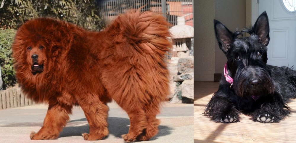 Scottish Terrier vs Himalayan Mastiff - Breed Comparison