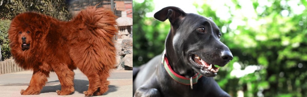 Shepard Labrador vs Himalayan Mastiff - Breed Comparison