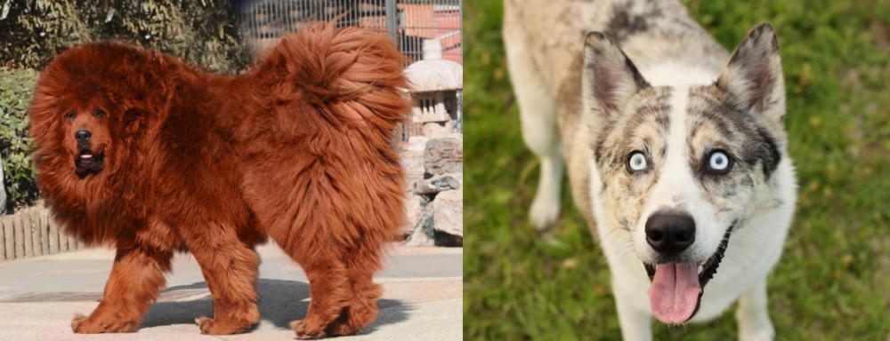 Shepherd Husky vs Himalayan Mastiff - Breed Comparison