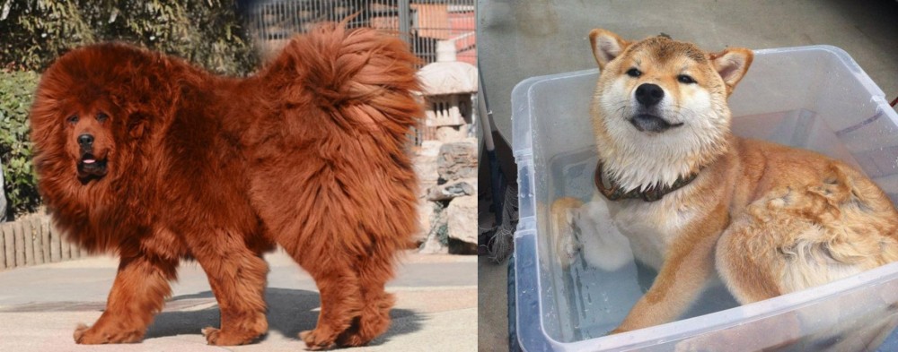 Shiba Inu vs Himalayan Mastiff - Breed Comparison