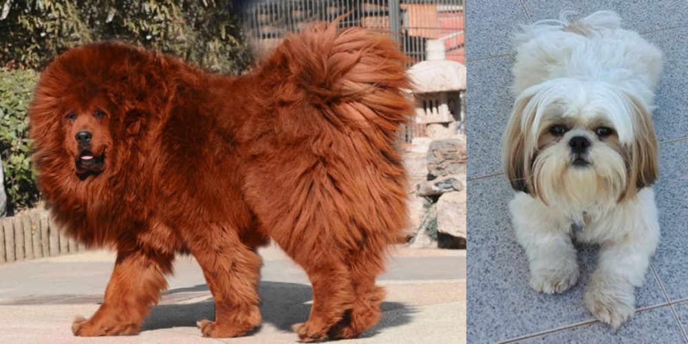 Shih Tzu vs Himalayan Mastiff - Breed Comparison