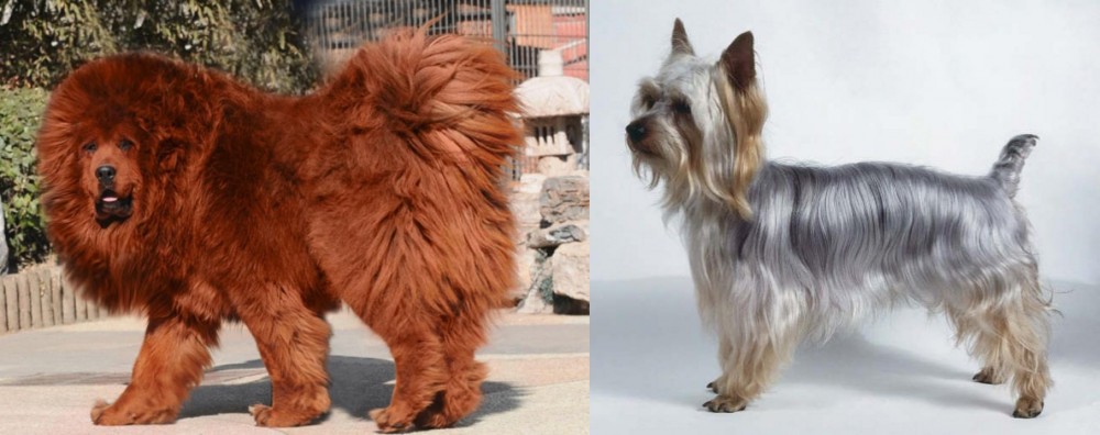 Silky Terrier vs Himalayan Mastiff - Breed Comparison
