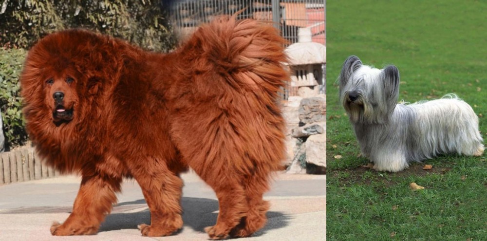 Skye Terrier vs Himalayan Mastiff - Breed Comparison