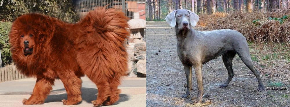 Slovensky Hrubosrsty Stavac vs Himalayan Mastiff - Breed Comparison