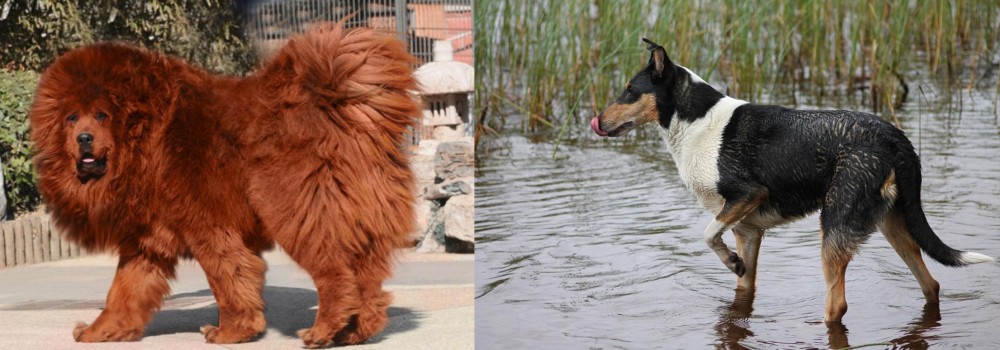 Smooth Collie vs Himalayan Mastiff - Breed Comparison