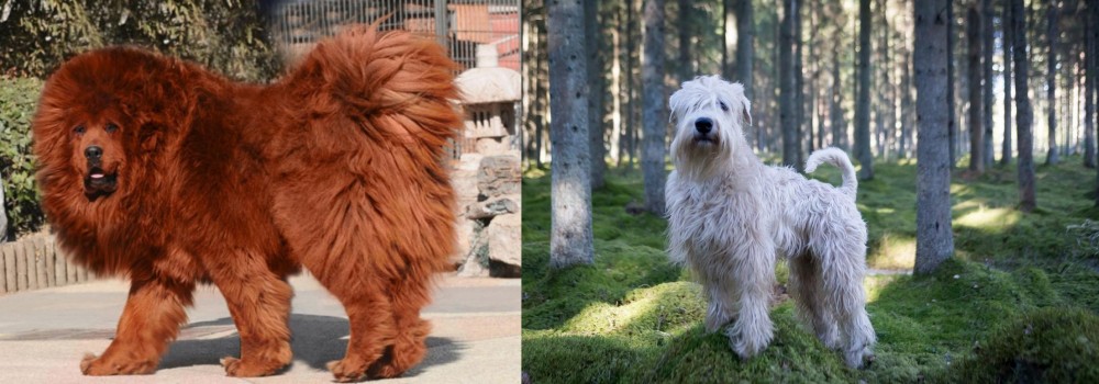Soft-Coated Wheaten Terrier vs Himalayan Mastiff - Breed Comparison