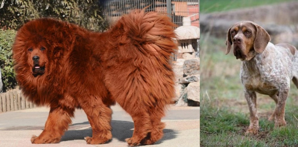 Spanish Pointer vs Himalayan Mastiff - Breed Comparison
