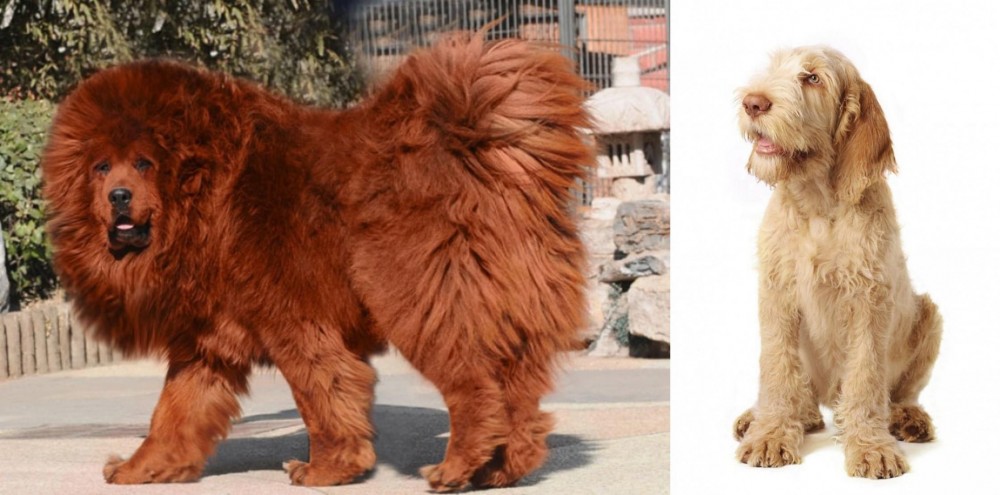 Spinone Italiano vs Himalayan Mastiff - Breed Comparison