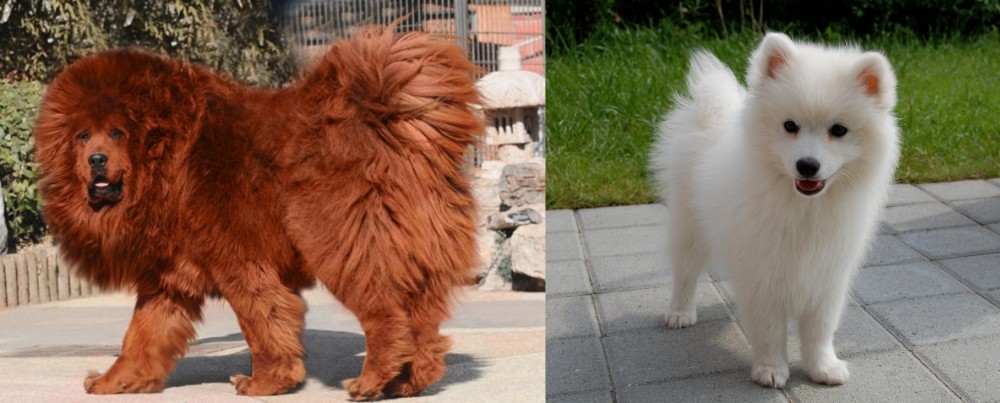 Spitz vs Himalayan Mastiff - Breed Comparison