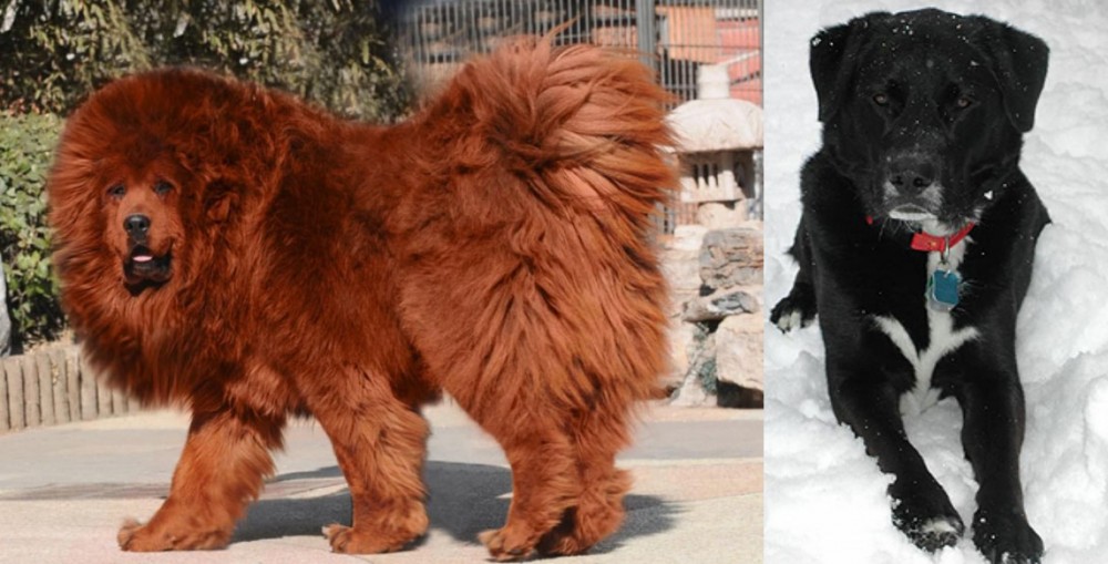 St. John's Water Dog vs Himalayan Mastiff - Breed Comparison
