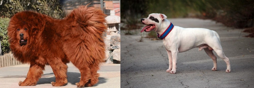 Staffordshire Bull Terrier vs Himalayan Mastiff - Breed Comparison