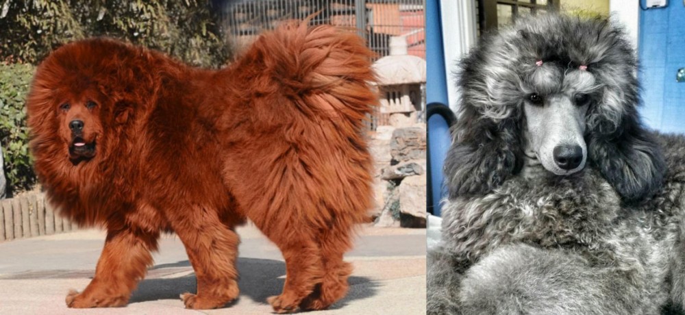 Standard Poodle vs Himalayan Mastiff - Breed Comparison