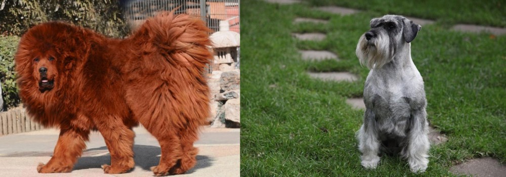 Standard Schnauzer vs Himalayan Mastiff - Breed Comparison