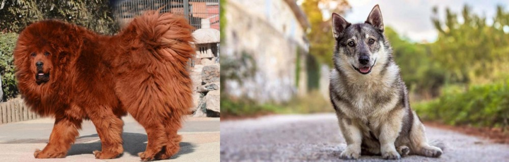 Swedish Vallhund vs Himalayan Mastiff - Breed Comparison