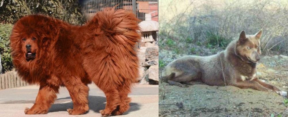 Tahltan Bear Dog vs Himalayan Mastiff - Breed Comparison