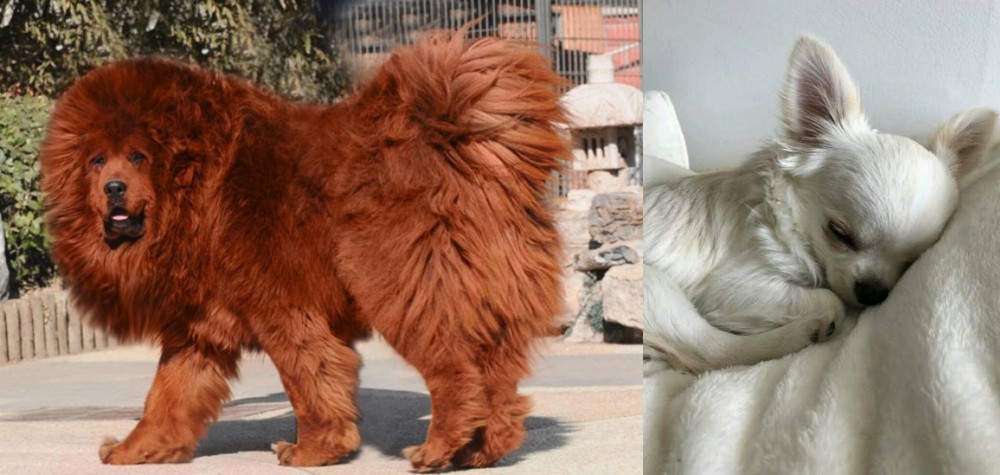 Tea Cup Chihuahua vs Himalayan Mastiff - Breed Comparison