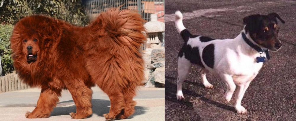 Teddy Roosevelt Terrier vs Himalayan Mastiff - Breed Comparison