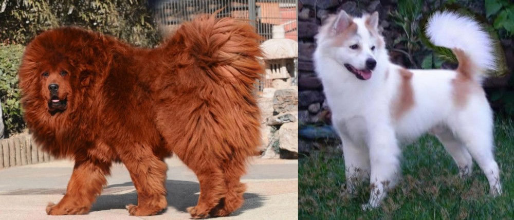 Thai Bangkaew vs Himalayan Mastiff - Breed Comparison