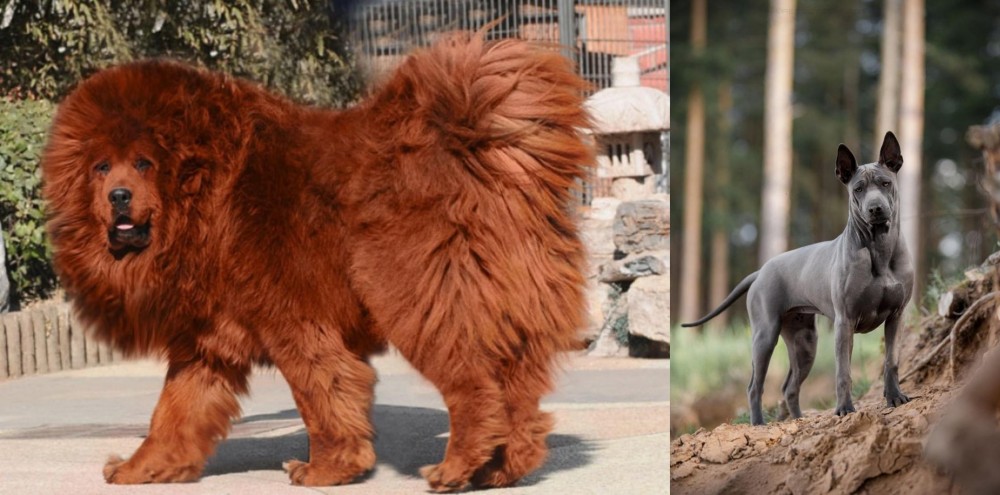 Thai Ridgeback vs Himalayan Mastiff - Breed Comparison