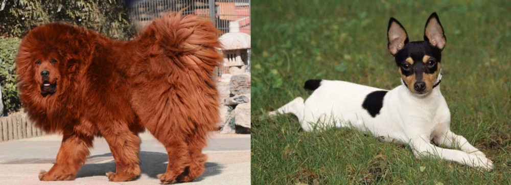 Toy Fox Terrier vs Himalayan Mastiff - Breed Comparison