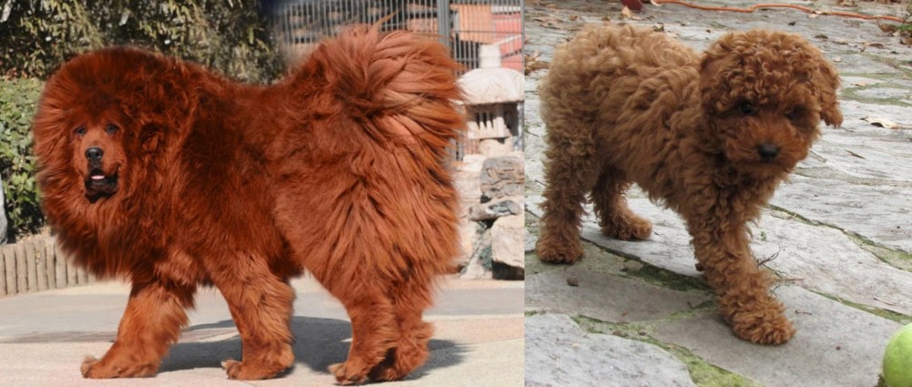 Toy Poodle vs Himalayan Mastiff - Breed Comparison