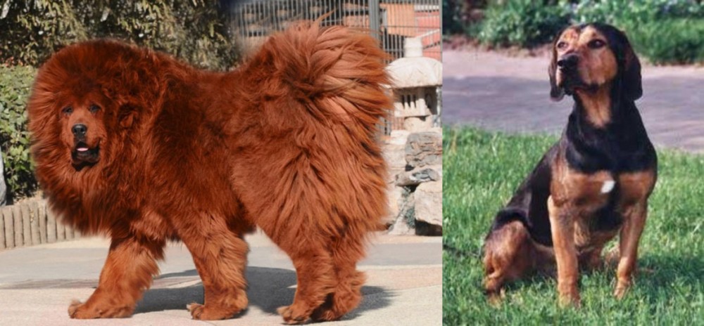 Tyrolean Hound vs Himalayan Mastiff - Breed Comparison