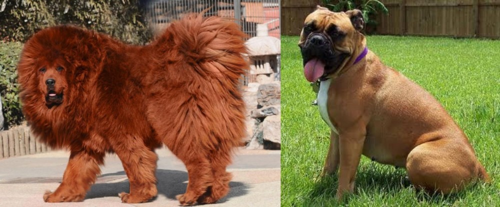 Valley Bulldog vs Himalayan Mastiff - Breed Comparison