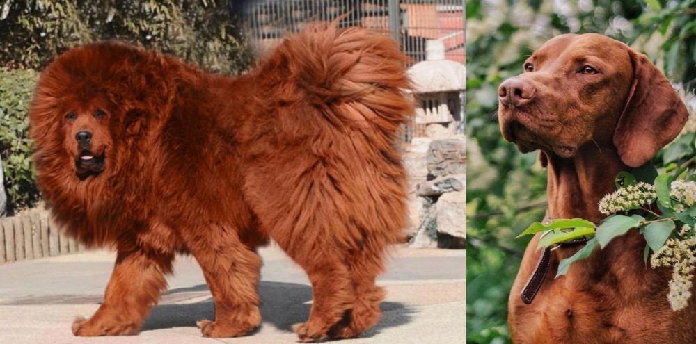 Vizsla vs Himalayan Mastiff - Breed Comparison