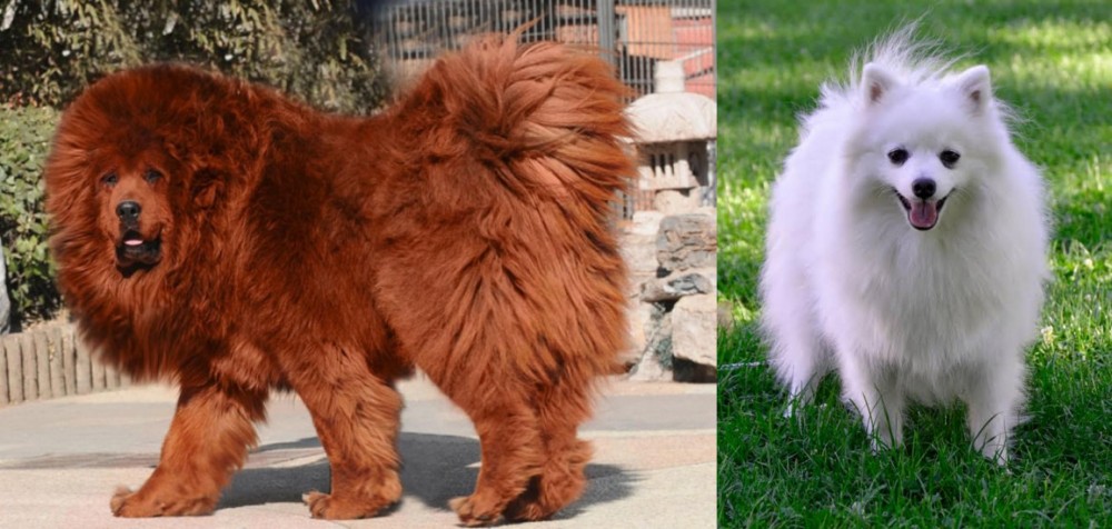 Volpino Italiano vs Himalayan Mastiff - Breed Comparison