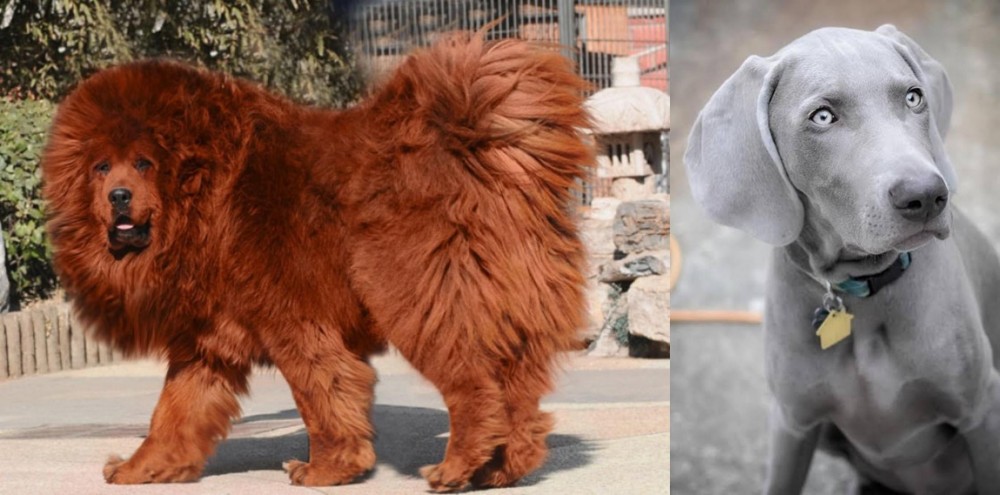 Weimaraner vs Himalayan Mastiff - Breed Comparison
